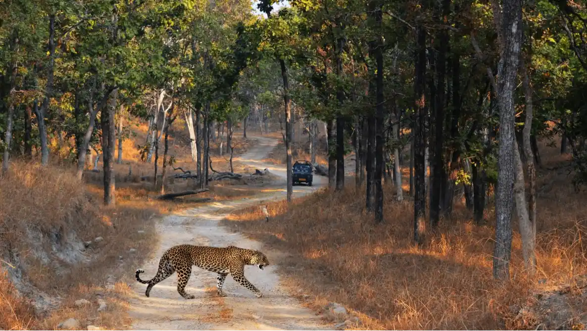 Jawai Leopard Hills